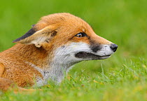 Red Fox (Vulpes vulpes) portrait with ears in submissive position. London, UK. October