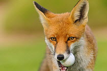 Red Fox (Vulpes vulpes) with golf ball in mouth, on golf course. London, UK. October