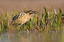 Great bittern (Botaurus stellaris) with recently-caught prey in marshy pool. Suffolk, UK. March.