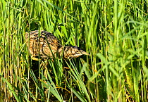 Great bittern (Botaurus stellaris) hunting in reeds. Suffolk, UK. May