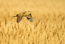 Great bittern (Botaurus stellaris) female in flight over reed bed back to nest. Suffolk, UK. May.