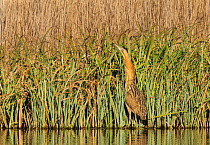 Great bittern (Botaurus stellaris) standing in reeds at the water&#39;s edge. London, UK. February.