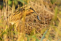 Great bittern (Botaurus stellaris) with common rudd (Scardinius erythrophthalmus) prey. Suffolk, UK. November