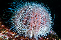 Edible sea urchin (Echinus esculentus), Shetland Isles, Scotland, UK, MAy.
