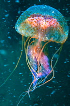Jellyfish (Pelagia noctiluca) amongst plankton , Shetland Isles, Scotland.