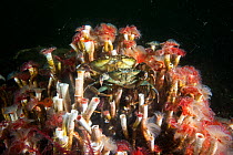 Serpulid reefs (Serpula vermicularis), Loch Creran, Scotland, UK, August.
