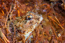 Scorpion fish amongst hydroids (Taurulus bubalis) Loch Etive, west coast of Scotland, UK, August.