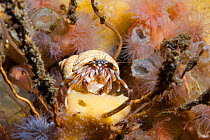 Hermit crab (Pagurus bernhardus) sat on yellow sponge, Loch Etive, west coast of Scotland, UK, August.