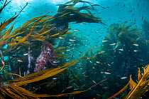 Kelp forest (Laminaria digitata) with small fish, Shetland, Scotland, UK, July.