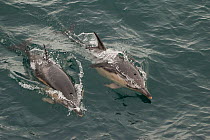 Common dolphins (Delphinus delphis) bow riding, in the MInch, near Mingulay, Scotland, UK, June.