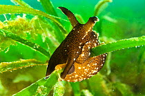 Seagrass (Aplysia punctata) bed with a sea hare, Scotland, UK, May.
