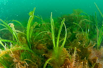 Seagrass (Zostera marina) bed, Scotland, UK, May.
