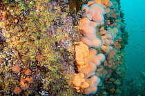 Rocky reef with Dead man&#39;s fingers (Alcyonium digitatum) community of soft corals and anemones, Scotland, UK, August.