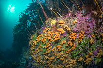 Colourful rocky reef with Dead man&#39;s finger (Alcyonium digitatum) and Kelp forest, North Sea, Shetland