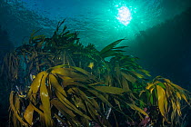 Kelp forest (Laminaria hyperborea) in the clear seas of Scotland, UK, September.