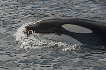 Killer whale (orca) hunting an Eider chick (Somateria mollissima), Shetland, Scotland, UK, July.