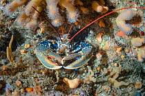 Lobster (Homarus gammarus) on a rocky reef, Shetland, Scotland, UK, August.
