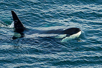 Orca (Orcinus orca) surfacing, Shetland, Scotland, UK, August.