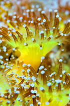 Close up of a colony of Jewel anemones (Corynactis viridis) Scotland, UK, October.