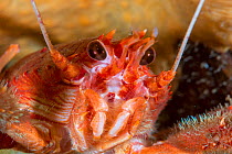 Close up of a Long clawed squat lobster (Munida rugosa) in Loch Carron, January 2016.