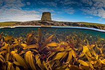 Split level view of a Kelp forest (Laminaria hyperbore) at Mousa Broch (iron age tower) Shetland, Scotland, UK, August.