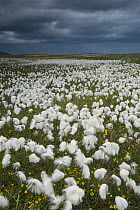 Cotton grass (Eriophorum angustifolium) flowering, Shetland, Scotland, UK, July.