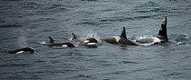 Orca whales (Orcinus orca) pod of five, surfacing together, Shetland, Scotland, UK. April.