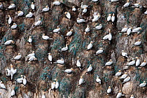 Gannets (Morus bassanus) nests with the blue representing discarded rope and fishing nets incorporated into the nests, Shetland, Scotland, UK, June.