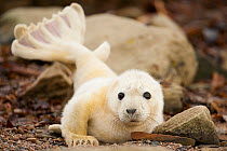 Young grey seal pup (Halichoerus grypus) recently born on a beach in Orkney, Scotland, UK, April.