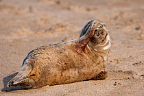 Grey seal (Halichoerus grypus) pup resting on the sand on the island of Mingulay, Scotland, UK, May.
