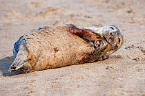 Grey seal (Halichoerus grypus) pup resting on the sand on the island of Mingulay, Scotland, UK, May.