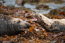 Male bull seal tries to mate with female Grey seals (Halichoerus grypus) on Orkney, Scotland, UK. April.