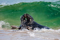 Two adult bull Grey seals (Halichoerus grypus) fighting in the surf on a beach, Scotland, UK. May.