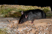 Black rat (Rattus rattus) there is an eradication program to remove these pests, and protect seabird colonies, Shaint Isles, Western isles, Scotland, June.