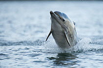 Common dolphin (Delphinus delphis) jumping out the water, Shetland, Scotland, UK, January.