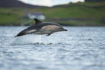 Common dolphin (Delphinus delphis) jumping out the water, Shetland, Scotland, UK, January.