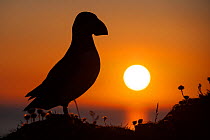 Puffin (Fratercula arctica) silhouetted at sunset on Hermaness, Shetland, Scotland, UK, June.