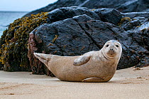 Young Grey seal (Halichoerus grypus) resting on a beach on the Island of Mingulay, Scotland, UK, May.