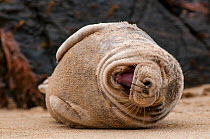 Grey seal (Halichoerus grypus) resting on a beach on the Island of Mingulay. Scotland, May.