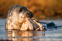 Grey seal (Halichoerus grypus) pup playing in a freshwater pool with a piece of plastic, Orkney Isles, Scotland
