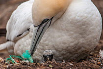 Gannet (Morus bassanus) with a chick attends to the nest that has discarded rope or fishing net in it, Shetland, Scotland, UK, June.