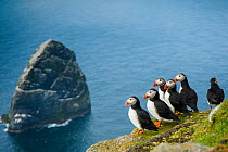 Puffins (Fratercula arctica) looking out from the island of Boreray to Stack Lee, St Kilda, Scotland, UK, May.