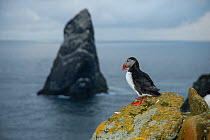 Puffin (Fratercula arctica) looking out towards Stack Lee from the island of Boreray, St Kilda, SCotland, UK, May.