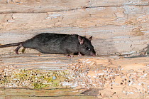 Black rat (Rattus rattus) - there is an eradication program to remove these pests, and protect seabird colonies, Shaint Isles, Western isles, Scotland, June.