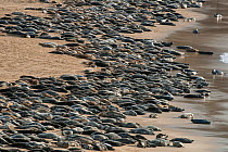 Grey seal (Halichoerus grypus) huge group hauled out on a beach, Island of Mingulay, west coast of Scotland. May.