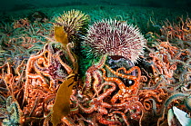 Horse mussel bed (Modiolus modiolus) with Brittle stars (Ophiothrix fragilis),Edible crab (Cancer pagurus) and Northern sea urchin (Strongylocentrotus droebachiensis) Sheltand Islands, Scotland, UK, S...