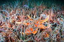 Yellow sun star (Solaster endeca) amongst Brittle stars (Ophiothrix fragilis) on a Horse mussel bed (Modiolus modiolus) Sheltand Islands, Scotland, UK, September.