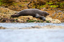 Common seal (Phoca vitulina) with pup suckling, Orkney, Scotland, April.