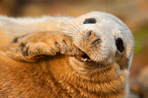 Grey seal (Halichoerus grypus) pup on a breeding beach, Orkney, Scotland, UK, April.