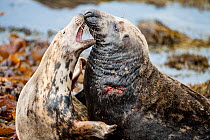 Grey seals (Halichoerus grypus) bull seal trying to mate with female on Orkney, Scotland, UK, April.